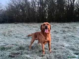 Labrador Retriever dogs Fox Red Labrador Stud (Proven) in Chelmsford - Advert 23