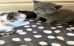 Mixed Breed cats for sale: Gorgeous White/Tabby Kitten   - Image 10
