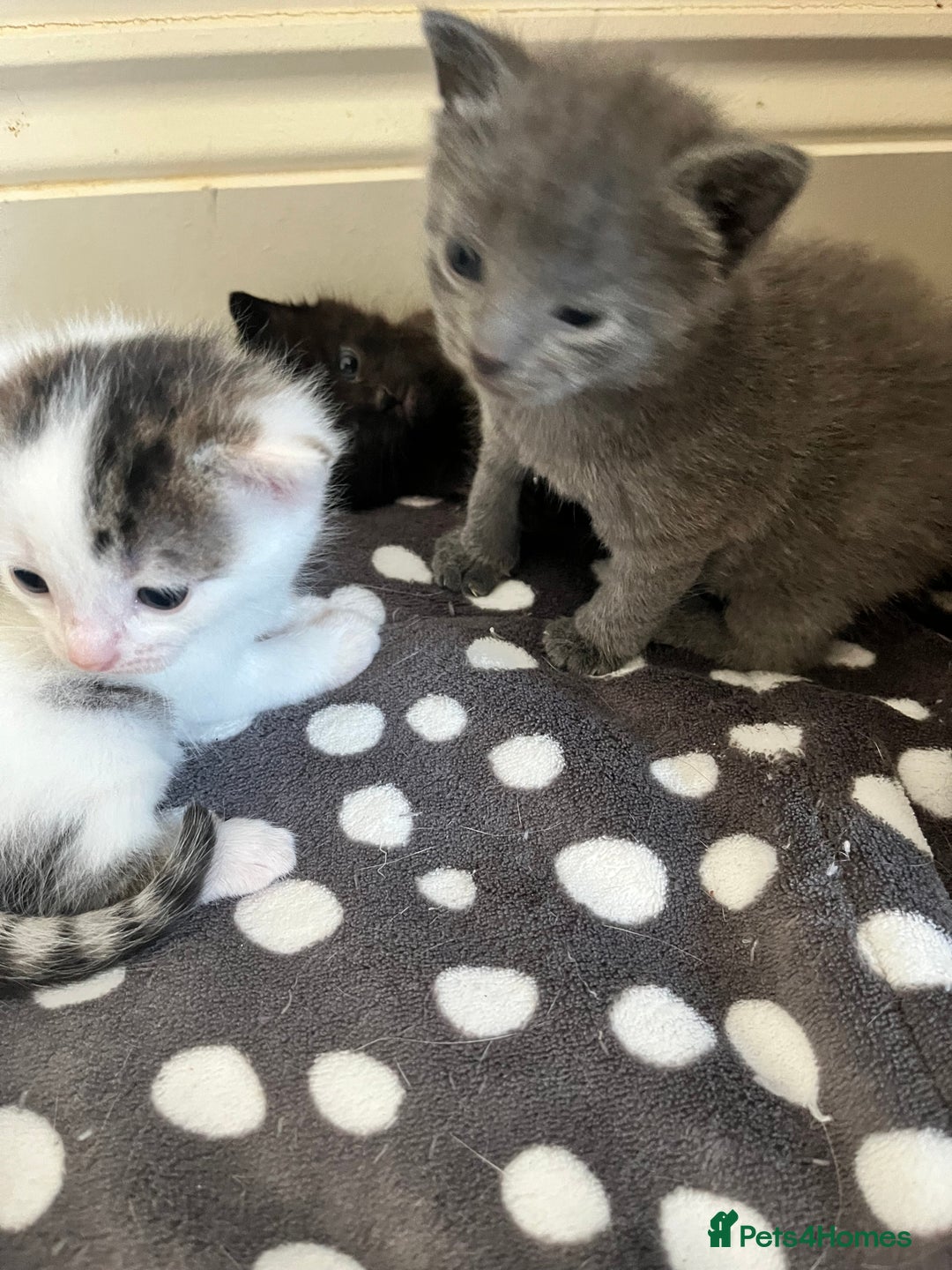 Mixed Breed cats for sale: Gorgeous White/Tabby Kitten   - Image 10