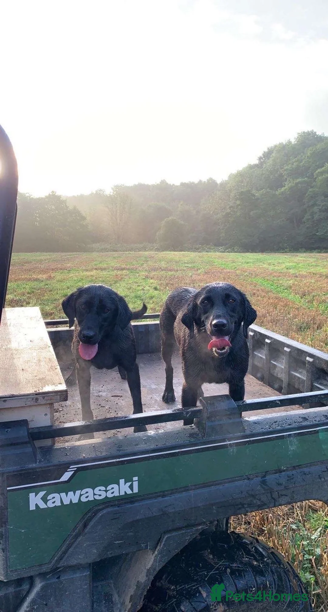 Labrador Retriever dogs for sale: KC Registered Black Labrador Puppies - Advert 2