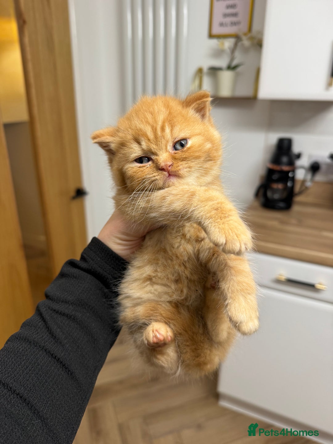 British Shorthair cats for sale: Exceptional British shorthair/long champion kitten - Advert 2