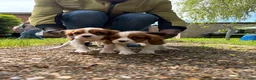 Cavalier King Charles Spaniel dogs for sale: Cutest king charles cavalier puppies - Advert 6