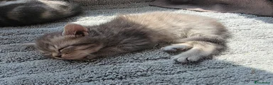 British Shorthair Kitten 2