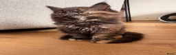 Maine Coon cats for sale: Beautiful Maine coon x BSH - Advert 4