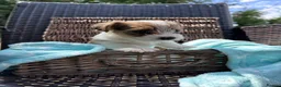 Mixed Breed dogs for sale: Jack Biewer Terriers  in Chesham - Advert 12
