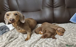 Miniature Dachshund dogs for sale: Adorable Miniature Dachshund Puppies - £750 each - Image 2