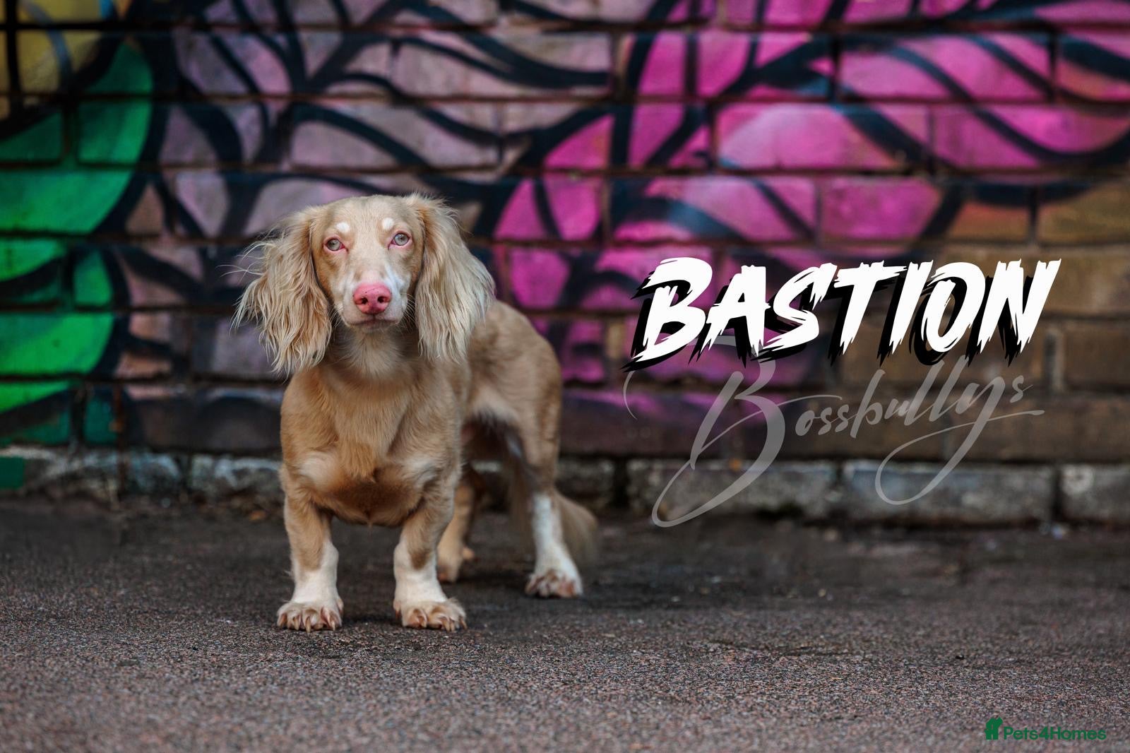Miniature Dachshund dogs BASTIAN 👑 PINK 🧬 miniature dachshund  - Advert 2