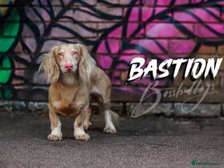 Miniature Dachshund dogs BASTIAN 👑 PINK 🧬 miniature dachshund - Advert 4