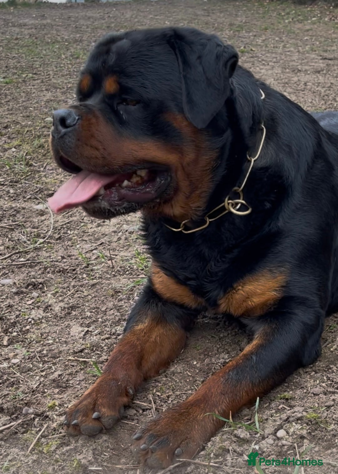 Rottweiler dogs for stud: BEAUTIFUL OLD TYPE BIG BONED ROTTIE! For stud in Mansfield - Advert 19