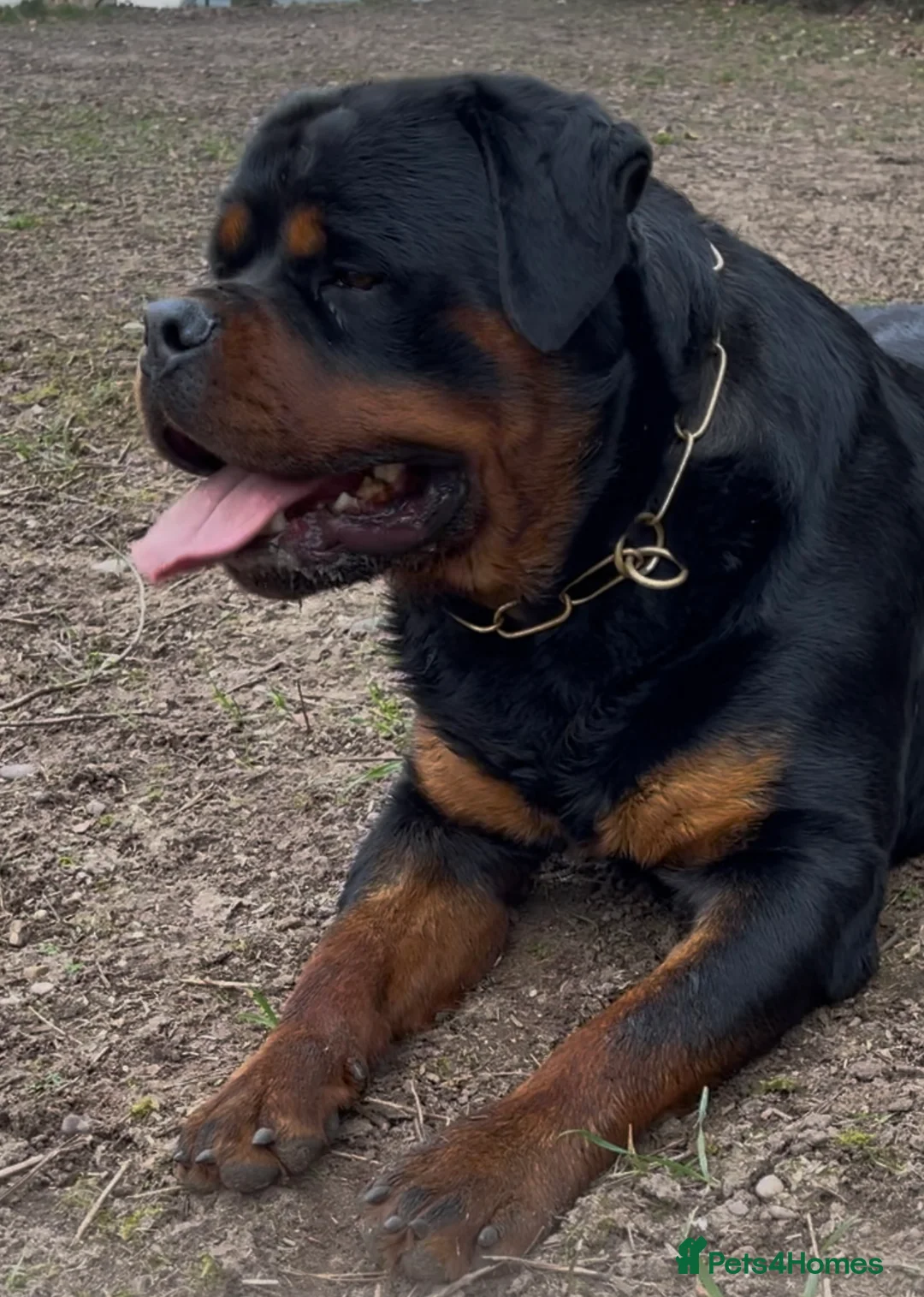 Rottweiler dogs for stud: BEAUTIFUL OLD TYPE BIG BONED ROTTIE! For stud in Mansfield - Advert 19