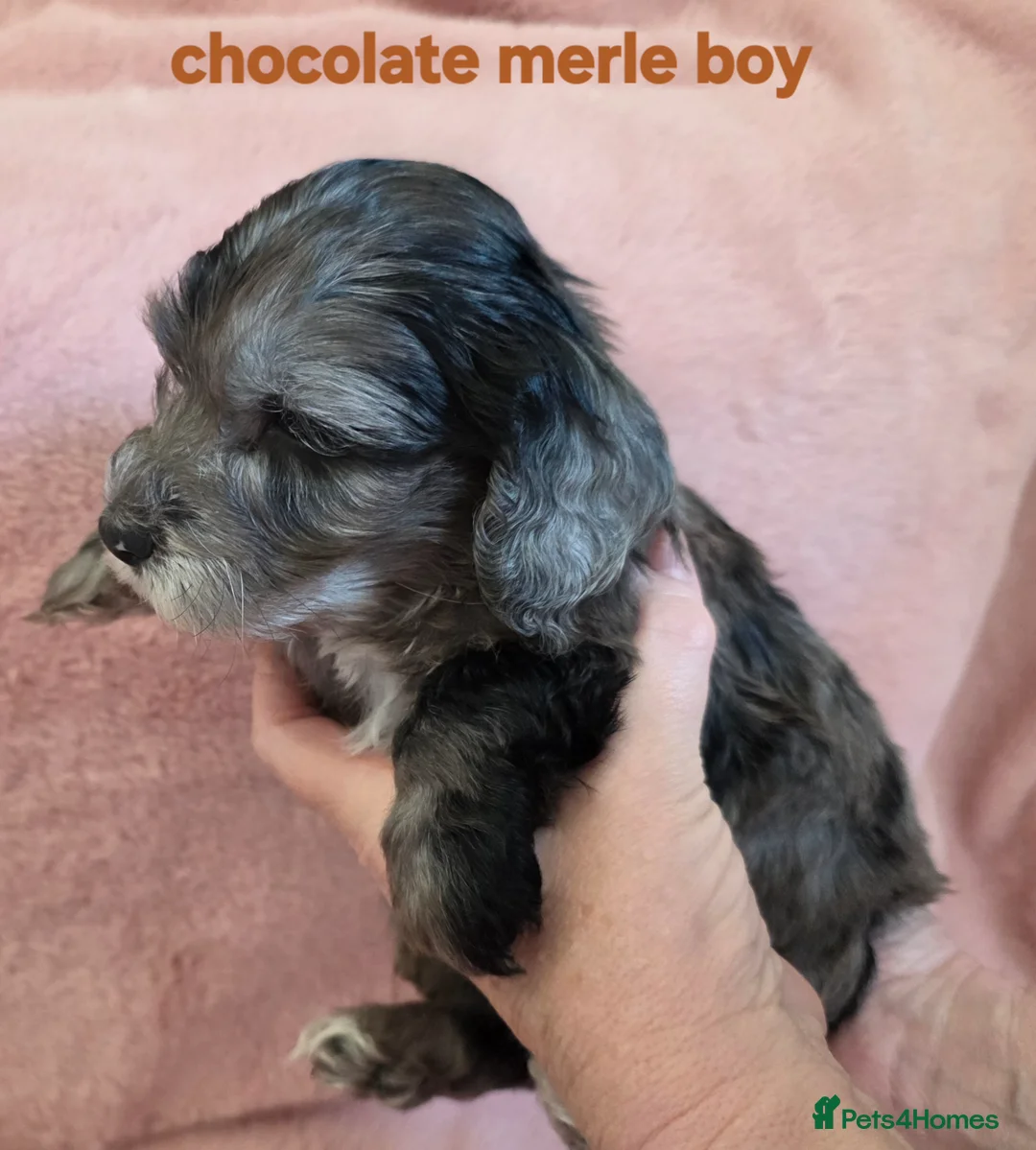 Cockapoo dogs for sale: Rare coloured f1 cockapoo pups - Advert 35