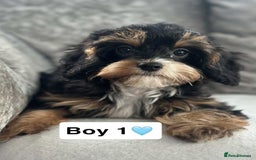 Cavapoo dogs for sale: Stunning DNA CAVAPOO puppies - Image 5