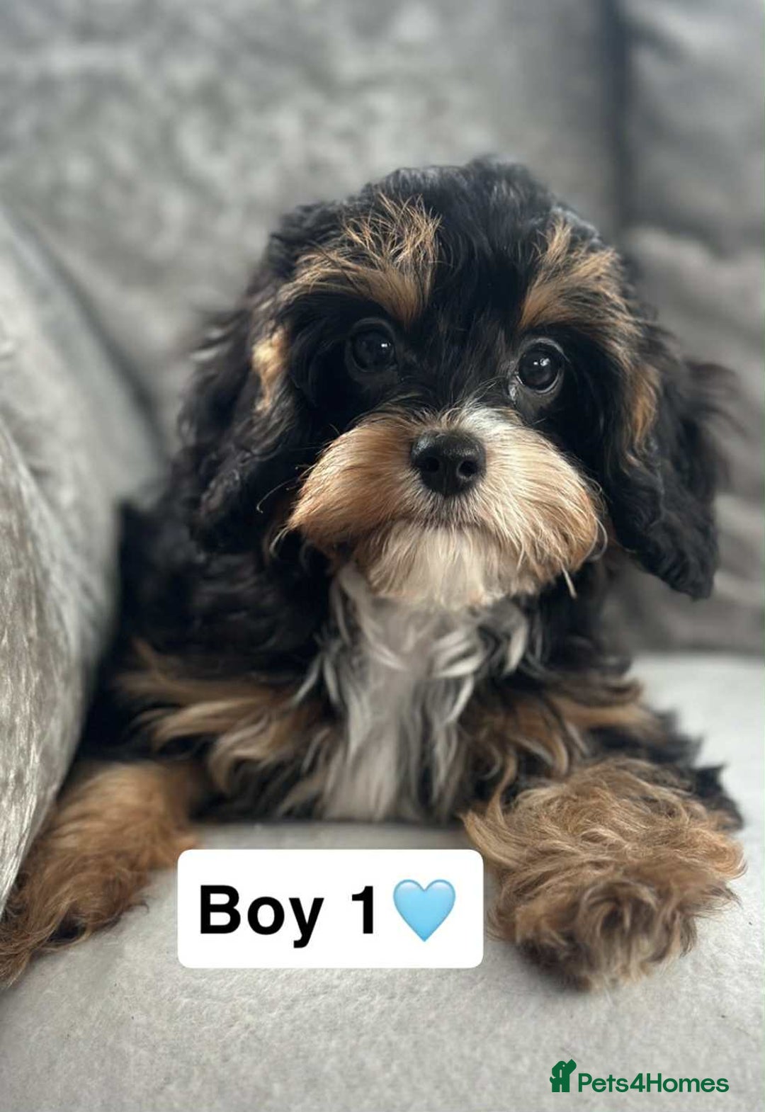 Cavapoo dogs for sale: Stunning DNA CAVAPOO puppies - Image 5