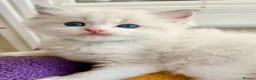 Ragdoll cats for sale: Gorgeous Tica registered Ragdoll  kittens - Advert 5