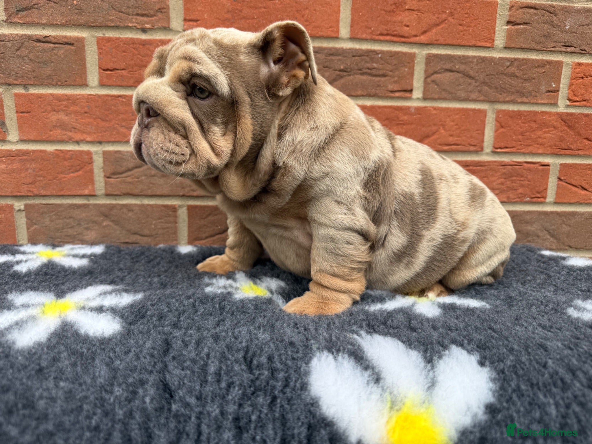 English Bulldog dogs Mr Muscles litter KC English Bulldogs - Advert 2