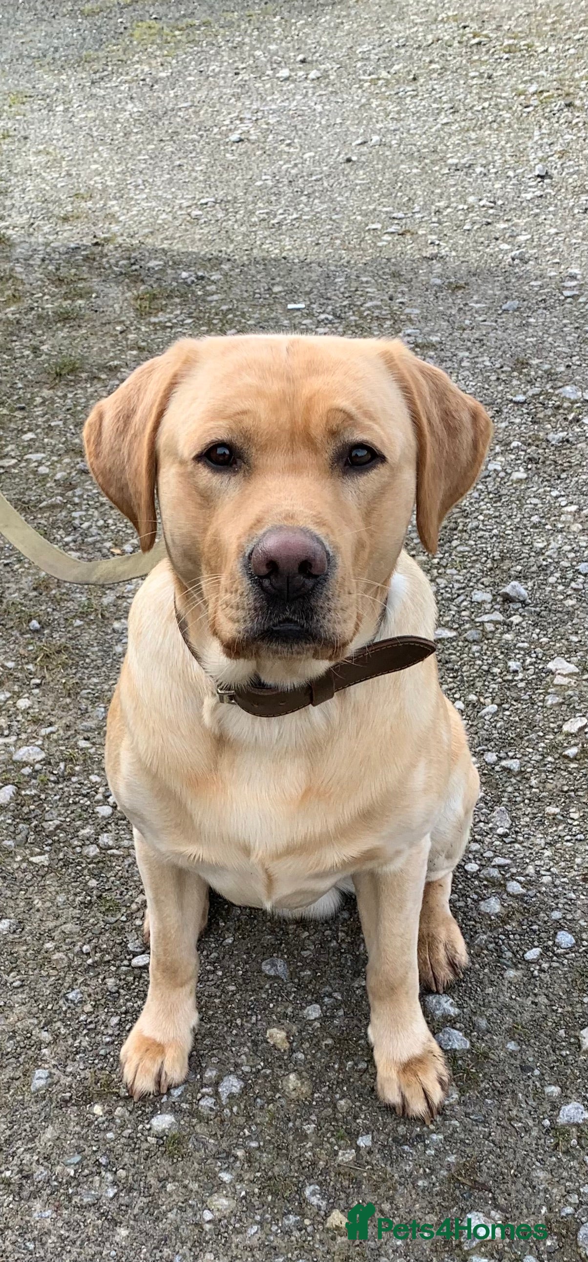 Labrador Retriever dogs Healthy Labrador for stud - Advert 1