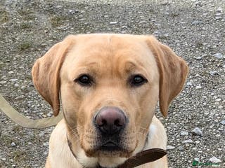 Labrador Retriever dogs Healthy Labrador for stud - Advert 10