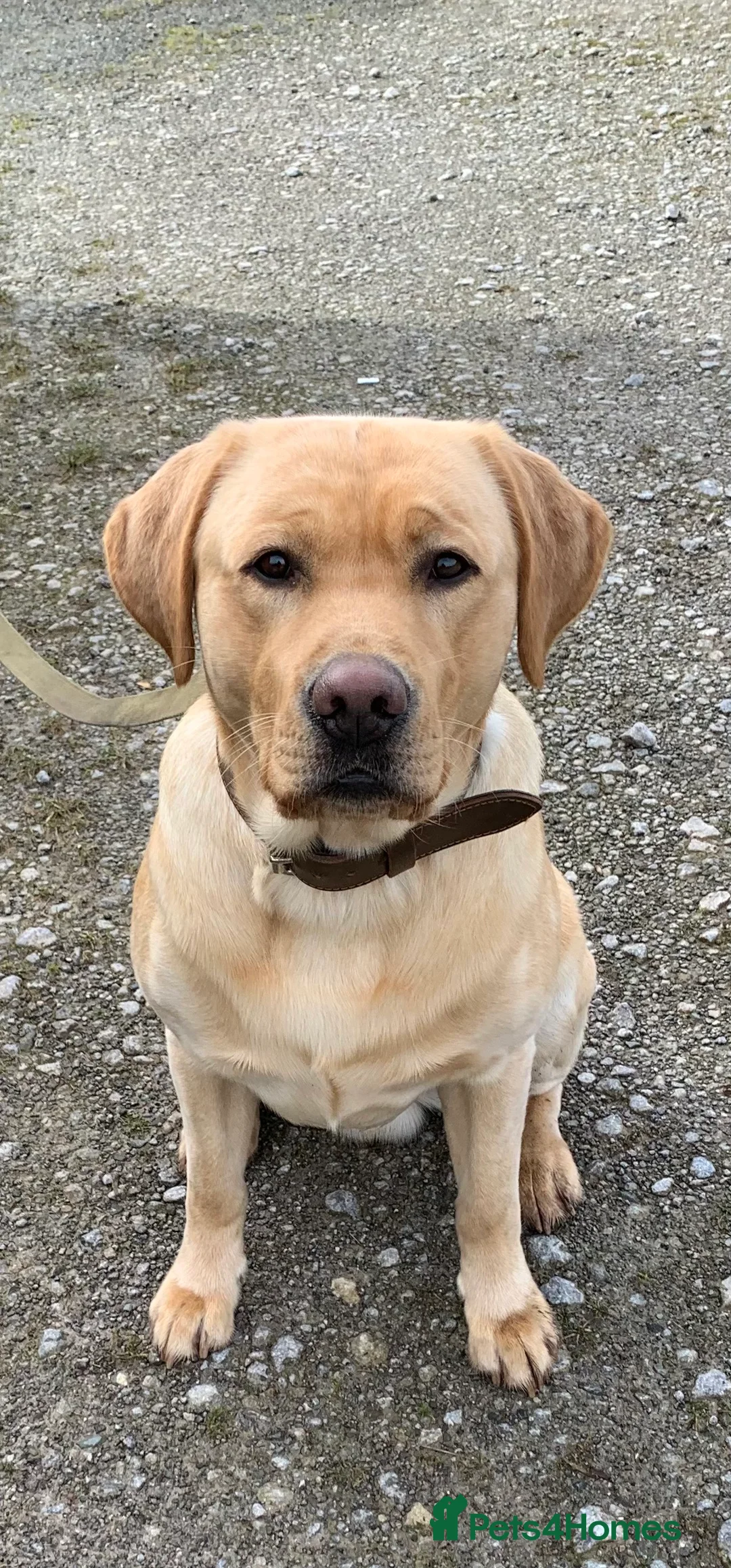 Labrador Retriever dogs for stud: Healthy Labrador for stud - Advert 1