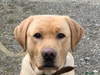 Labrador Retriever dogs Healthy Labrador for stud - Advert 11