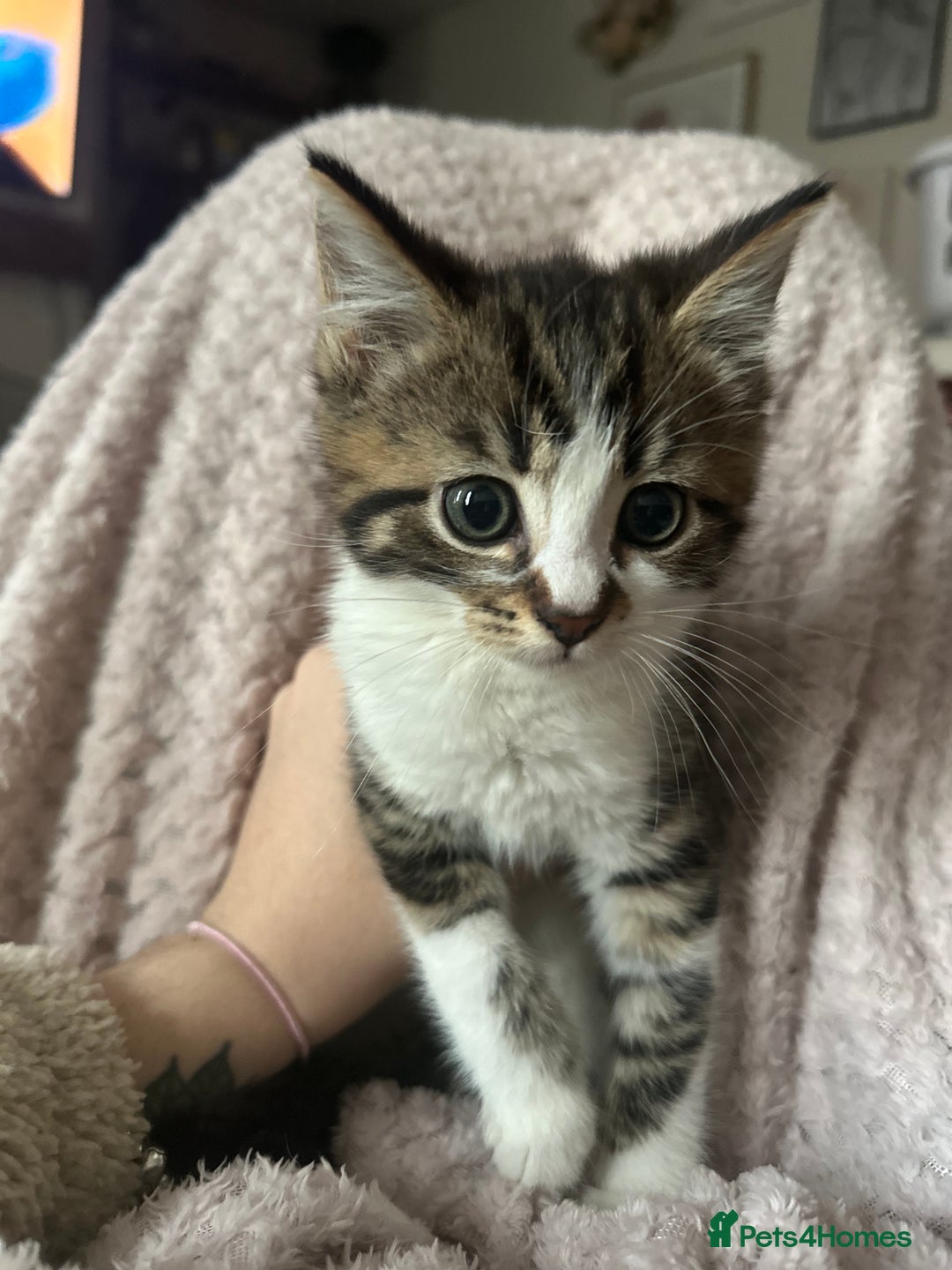 Mixed Breed cats for sale: Beautiful kittens needing home - Advert 2
