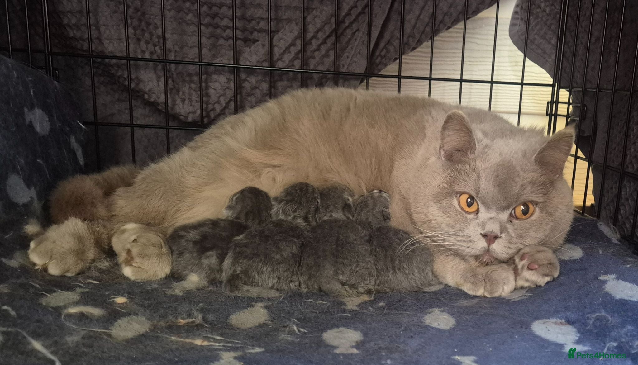 British Shorthair cats Pure British Shorthair kittens - Advert 1