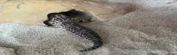 Leopard Gecko reptiles for sale: leopard geckos 1male/1female with exoterra viv in March - Advert 13