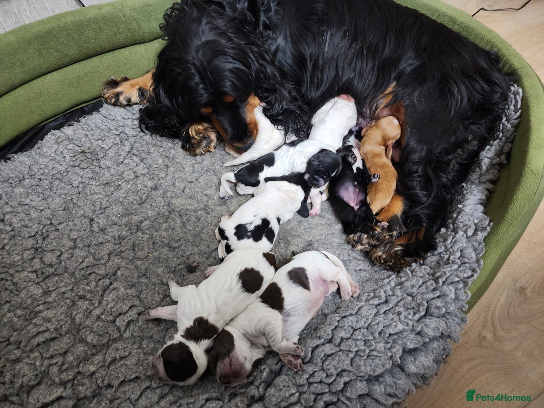 Cocker Spaniel dogs for sale: Show type unique markings cocker spaniel puppies  - Advert 36