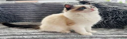 Ragdoll cats for sale: Ragdoll kittens  - Advert 5