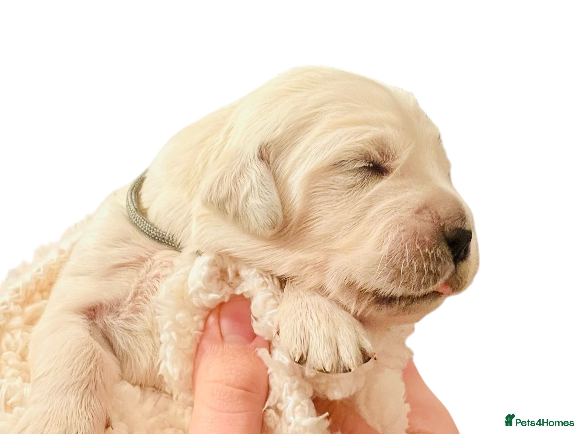 Golden Retriever dogs OLD ENGLISH CREAM ~ CHAMPION LINES ~ DNA TESTED  - Advert 2