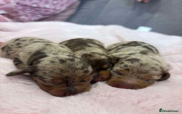 Miniature Dachshund dogs for sale: Only 4 left! Adorable Mini Dachshund Puppies 🐾🐶 - Image 39