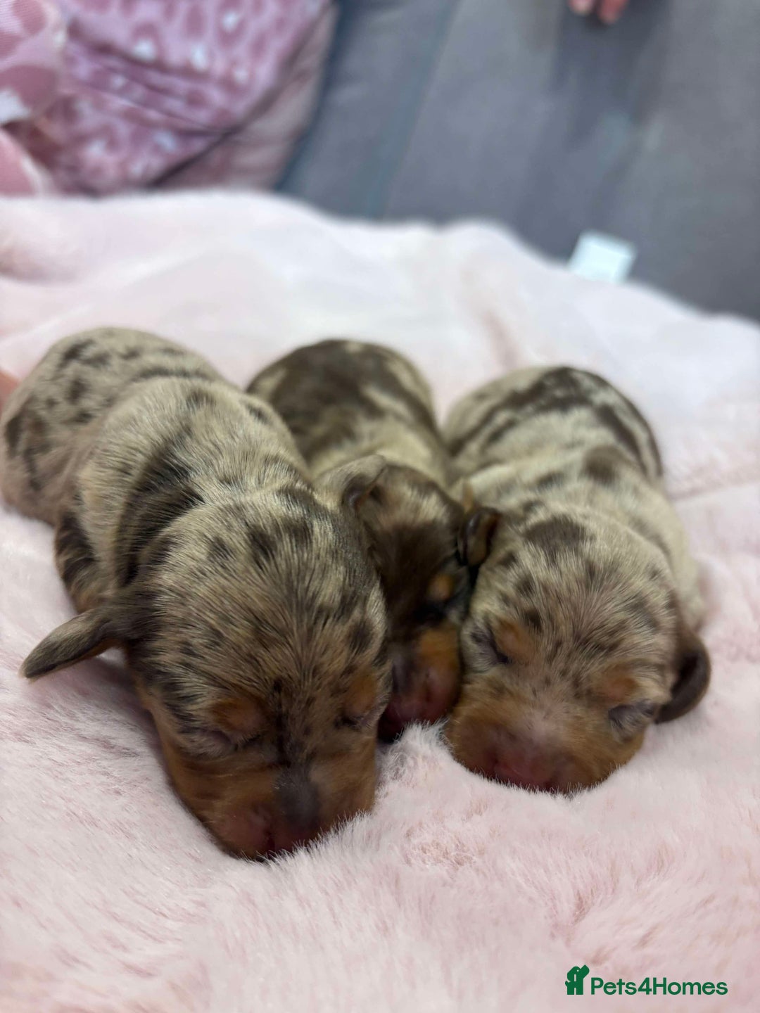 Miniature Dachshund dogs for sale: Only 4 left! Adorable Mini Dachshund Puppies 🐾🐶 - Image 39
