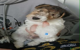 Fox Terrier dogs for sale: KC Reg Wire Fox Terrier Puppies READY NOW - Image 7