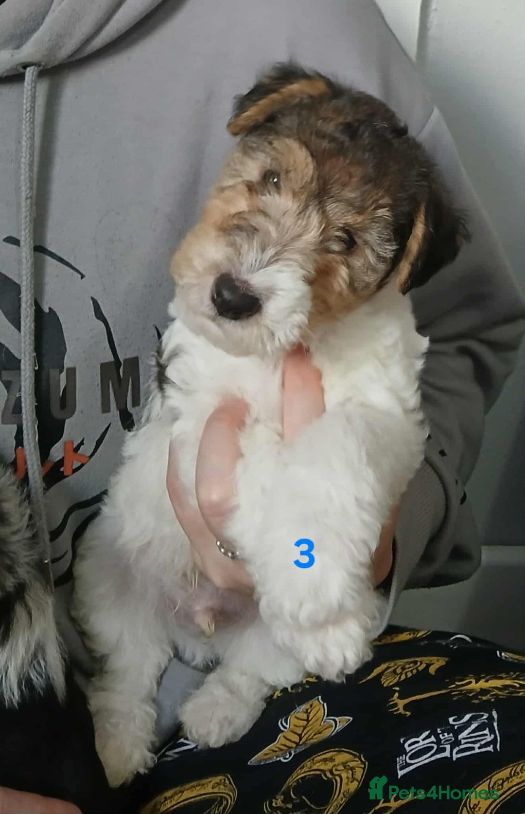 Fox Terrier dogs for sale: KC Reg Wire Fox Terrier Puppies READY NOW - Image 7