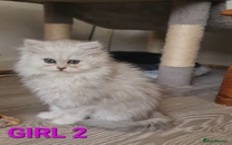 Persian cats for sale: READY NOW Persian Chinchilla kittens - Image 3