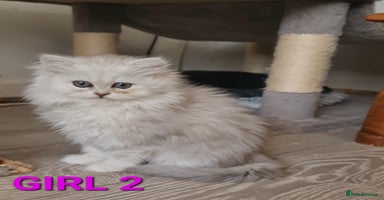 Persian cats - Advert 3