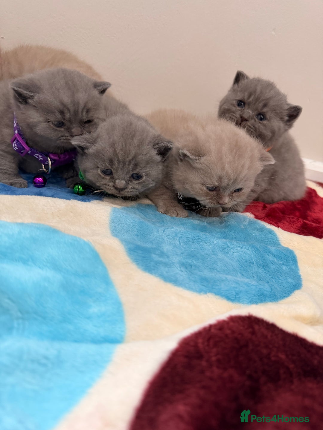 British Shorthair cats for sale: Beautiful big British Shorthair Kittens - Advert 3