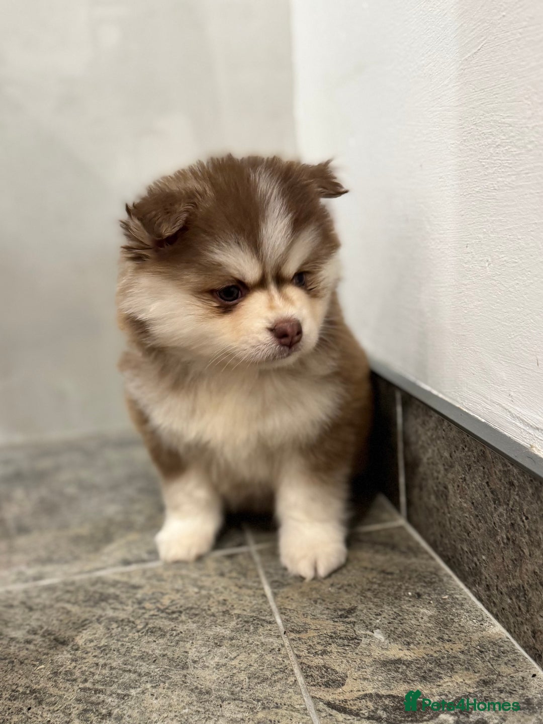 Pomsky dogs for sale: Lilac sired F2 masked Pomsky blue eyes  - Advert 6