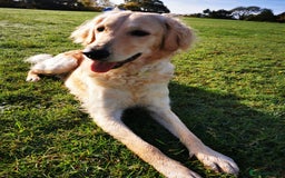 Goldendoodle dogs for sale: Gorgeous Healthy Goldendoodle Puppies - Image 5