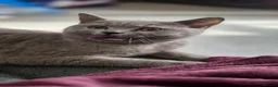 British Shorthair cats for sale:     🐾 Premium British Shorthair Kittens - Advert 3