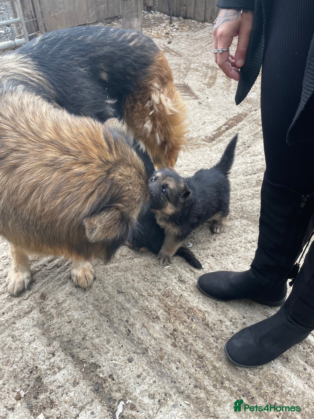 German Shepherd dogs for sale: Stunning German shepherd pups  - Image 6