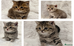 British Shorthair cats for sale: British Shorthair Kittens 🐱 - Advert 1