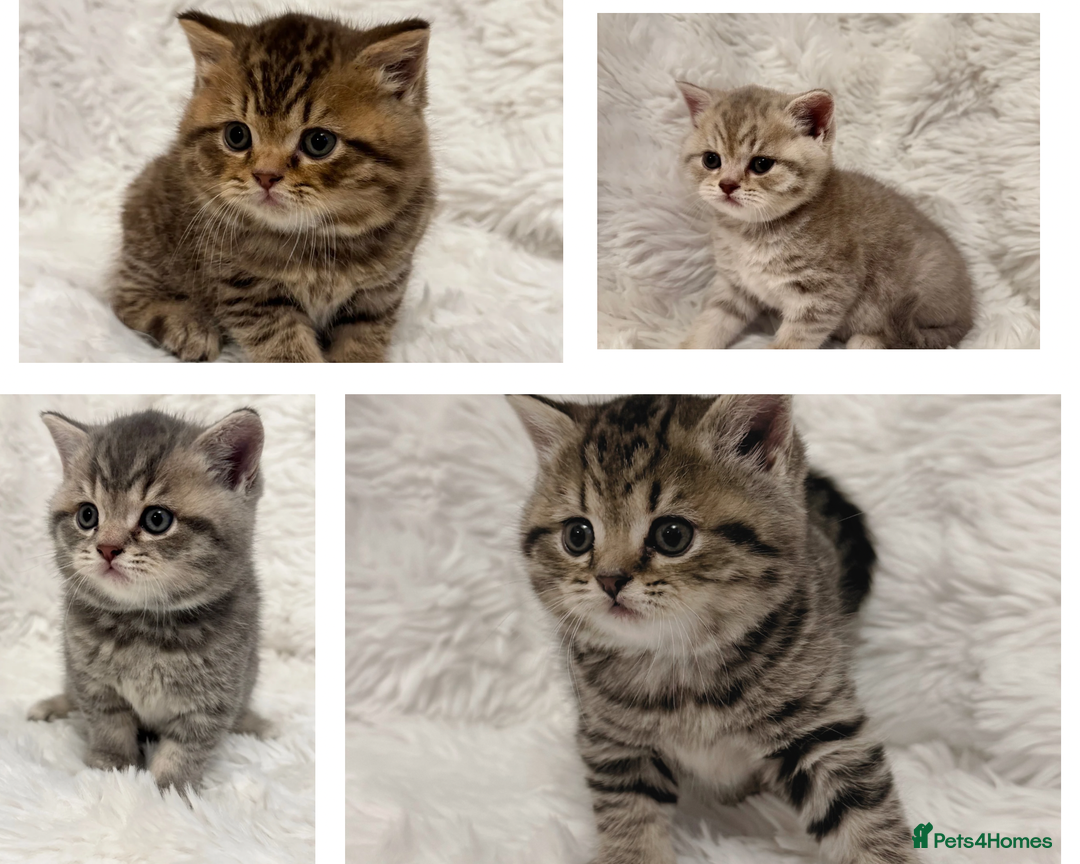 British Shorthair cats for sale: British Shorthair Kittens 🐱 - Advert 1