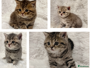British Shorthair cats British Shorthair Kittens 🐱 - Advert 1