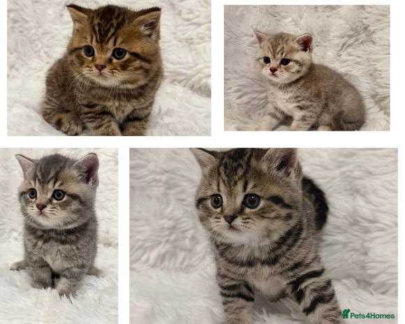 British Shorthair cats British Shorthair Kittens 🐱 - Advert 1