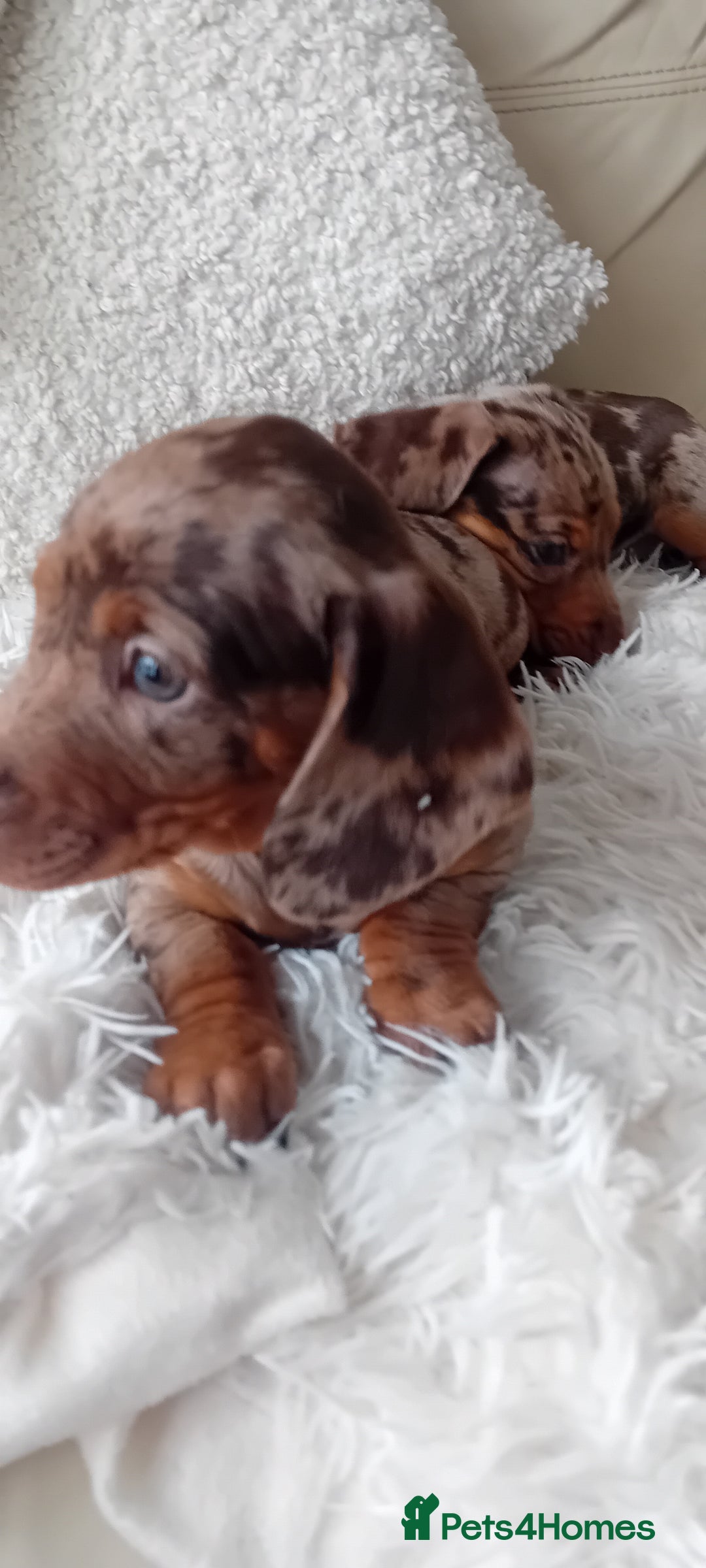 Miniature Dachshund dogs for sale: 2 dapple girls - Advert 8