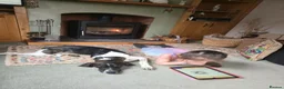 Mixed Breed dogs for adoption: Sully (Magnus) - Advert 5