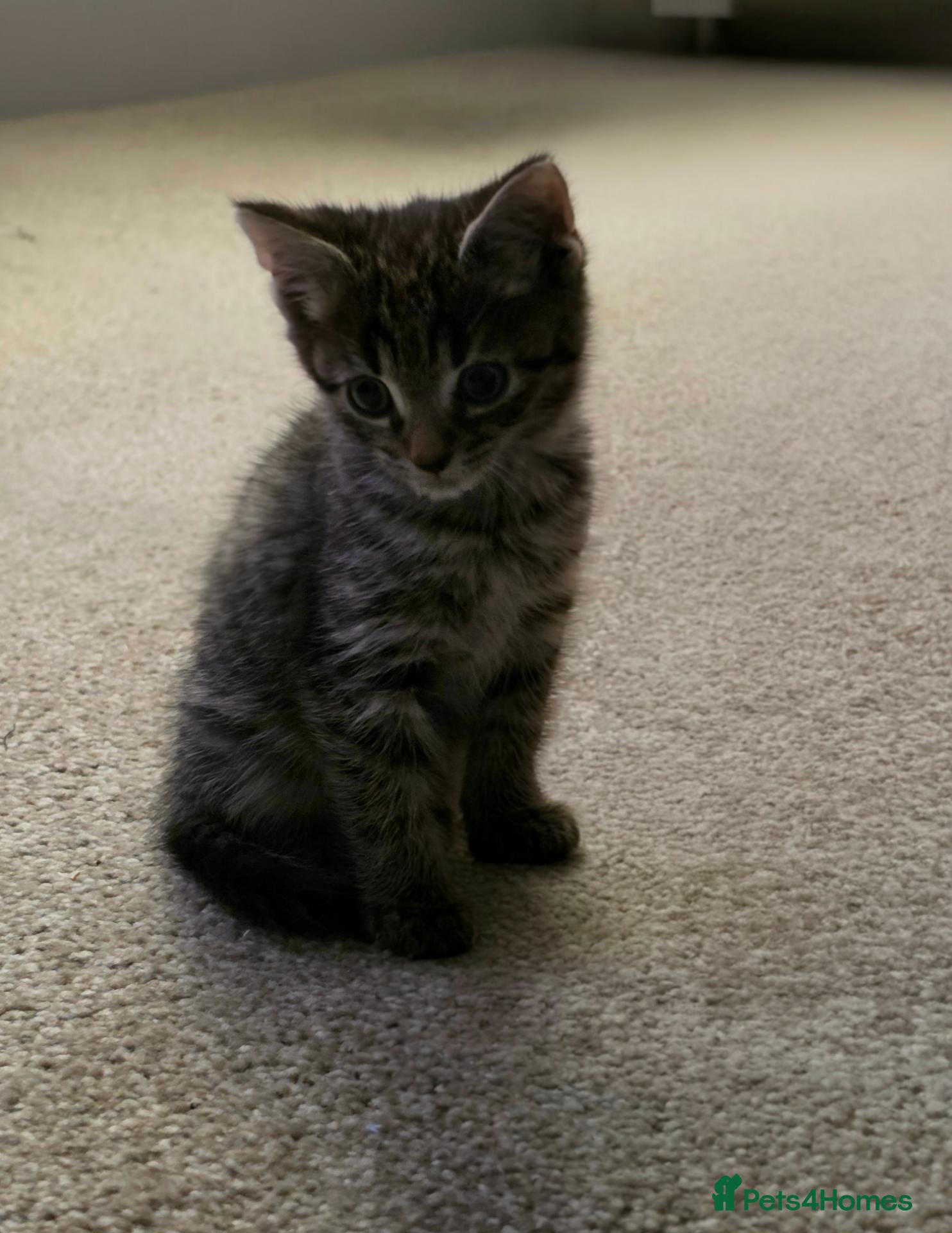 Mixed Breed cats for sale: Male kitten  - Advert 9