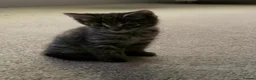 Mixed Breed cats for sale: Male kitten  - Advert 1