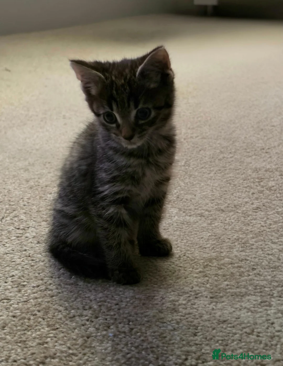 Mixed Breed cats for sale: Male kitten  - Advert 1