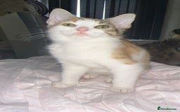 Mixed Breed cats for sale: 3 female kittens 🐱🩷 - Image 8